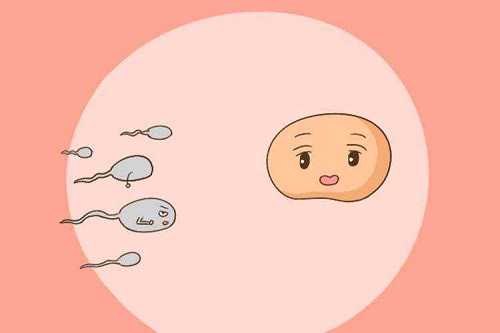 天津供卵生子的费用，天津公立医院供卵卵源要等多久